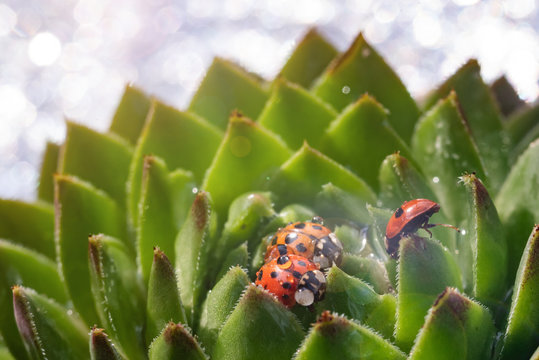 Family of red ladybugs on a green spiky plant. Mom, dad and kid little ladybirds are covered with dew drops. The baby reaches for the parent. Cute and beautiful macro for wallpaper or photo picture.