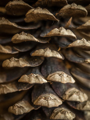 Fototapeta premium Macro of pine cone