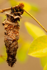 caterpillar with body part out of its cocoon on a tree branch