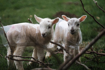 Obraz premium Two cute lambs
