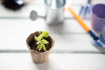 White wood background with place for text. Garden peat cups for plant rowan branch as a concept of seedlings.
