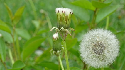 dandelions in the grass