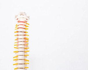 Cervical and thoracic spine on a white background. Intervertebral hernia of the cervical spine, rupture of the fibrous ring. Osteochondrosis, copy space