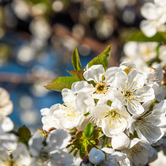 A beautiful flowering cherry branch with white bundles of petal buds. Spring full bloom. Close-up with copy space on a defocus background.