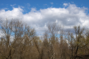 Spring landscape of a young green forest with bright blue sky.