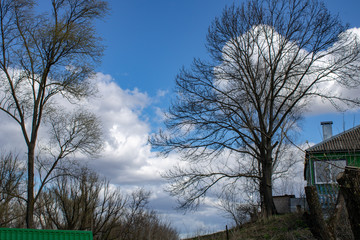 Spring landscape of a young green forest with bright blue sky.