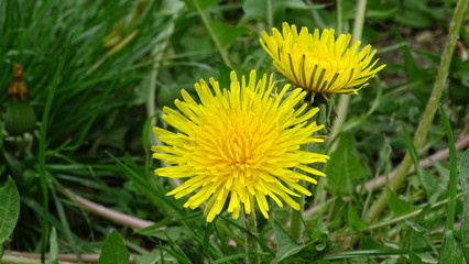 dandelion in the grass