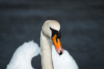 Obraz premium Head of a swan