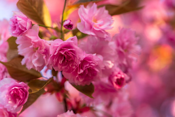 Fototapeta na wymiar Beautiful pink cherry tree blossoms in spring