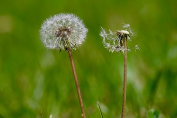 Fototapeta premium Les pissenlits