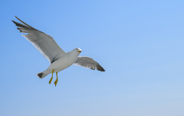 Fototapeta na wymiar Flying seagull over blue sky.