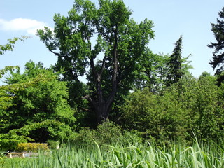 WIEKJIE DRZEWO © czany