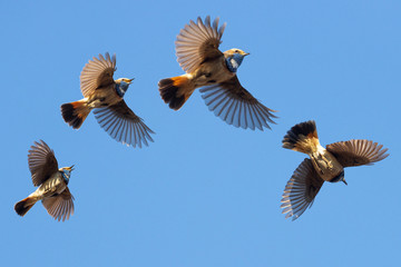 set with flying bluethroats in the blue sky