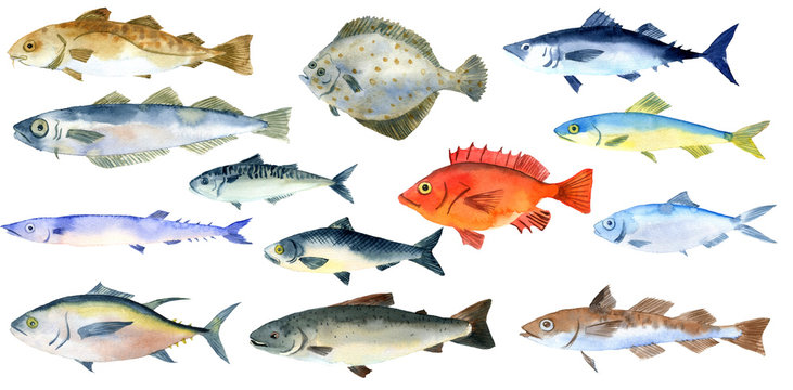 watercolor drawing fishes
