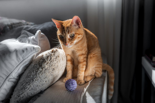 gato atigrado sentado en los reposabrazos de un sofá bajo la ventana, juega con una pelota