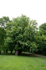 Fototapeta na wymiar medium size horse chestnut tree in flower in a parkland setting