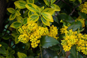 Spring. A bush euonymus. Yellow and green leaves. Ornamental branches