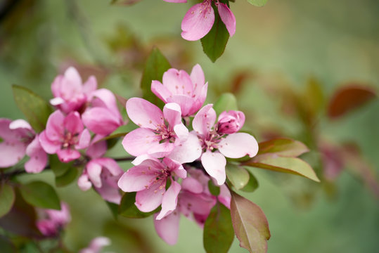 Pink flowers of an apple tree tree. Close-up. Spring blooms of apple trees in the garden.