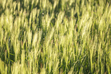 Fototapeta premium Closeup of wheat field in Tuscany, Italy.