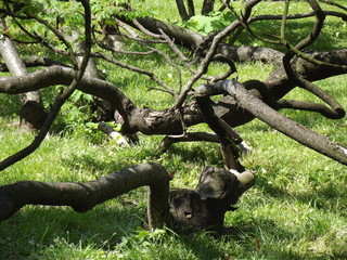 SPLATANE KONARY © czany