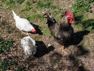 Freilandhaltung Hühner und Hahn