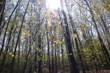 forest in autumn