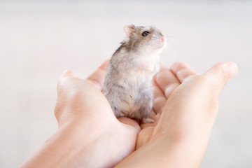 Chomik w ludzkich dłoniach