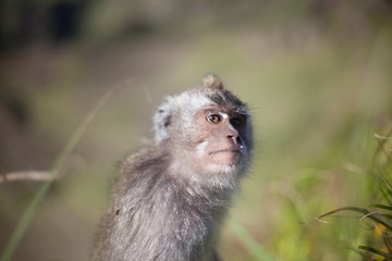Side View Of A Monkey Against Blurred Background