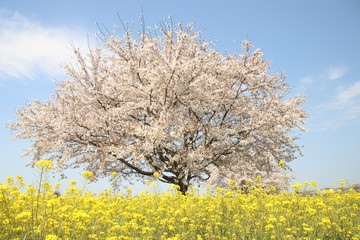 菜の花と桜　栃木県真岡市　五行川河川敷