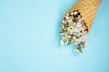 Ice cream cone with white flowers on a blue background. Minimal spring concept. Flat lay, floral background.Space for text