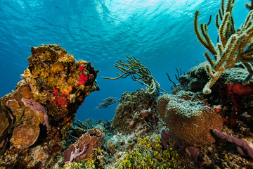 Colorful coral reef in the Cozumel marine national park