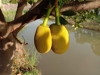 Jackfruit fruit or vegetable branch hanging on tree background closeup in the garden.