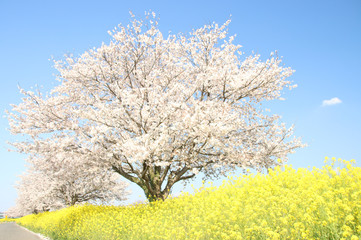 菜の花と桜 栃木県真岡市 五行川河川敷