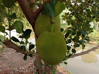 Jackfruit fruit or vegetable branch hanging on tree background closeup in the garden.