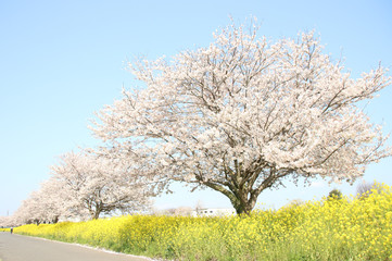 菜の花と桜 栃木県真岡市 五行川河川敷