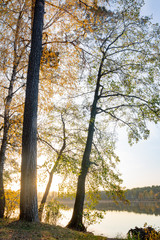 Beautiful tree on a background of a lake in autumn at sunset.