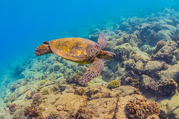 Green sea turtle swimming above tropical coral reef in clear blue ocean