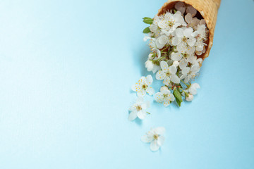 Ice cream cone with white flowers on a blue background. Minimal spring concept. Flat lay, floral background.Space for text