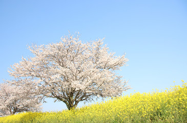菜の花と桜 栃木県真岡市 五行川河川敷