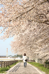 桜と女性　栃木県真岡市　五行川沿い