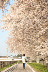 Obraz premium 桜と女性 栃木県真岡市 五行川沿い