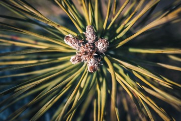 pine cone flower