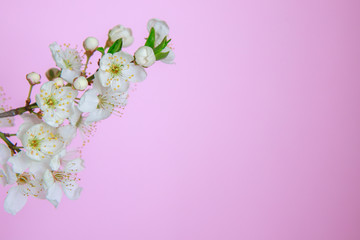 Spring background. Branch with white flowers on a pink background, space for text. Template, frame. Easter