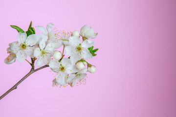 Obraz na płótnie Canvas Spring background. Branch with white flowers on a pink background, space for text. Template, frame. Easter