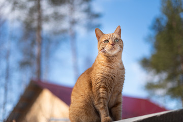 red cat on a background of blue sky, basking in the sunshine