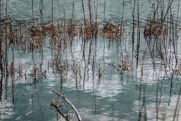 reflections in the water