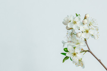 White floral, spring background. Branch with white flowers on a light background, space for text. Template, frame. Easter.Flat lay.