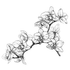 Hand drawn phalaenopsis orchid branch. Black and white vector illustration isolated on white