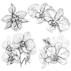 Hand drawn set with phalaenopsis orchid flowers. Black and white vector illustration isolated on white