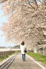 Fototapeta na wymiar 桜と女性　栃木県真岡市　五行川沿い